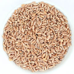 Hard Red Spring Wheat Berries, Organic, 9 LB